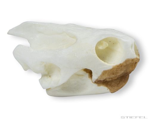 Teknős koponya (Testudo sp.)