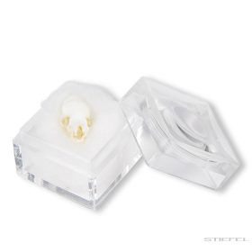 Denevér koponya (Chiroptera sp.)