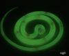 Fluoreszkáló kígyó