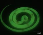Fluoreszkáló kígyó