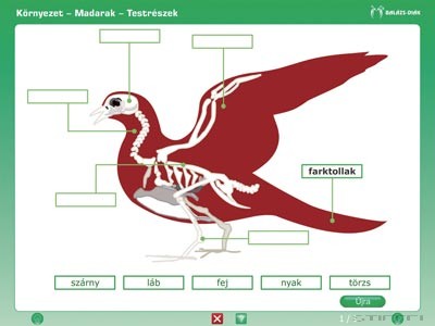 iDoctum Környezetismeret - Természetismeret