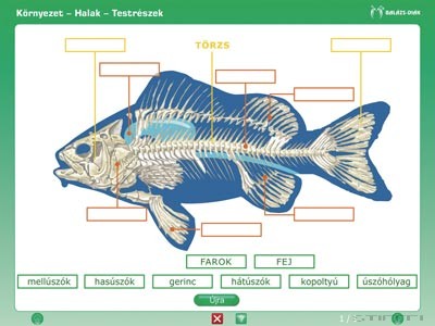 iDoctum Környezetismeret - Természetismeret