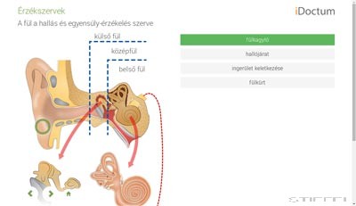 LITE Biológia - Emberi test és működése 2