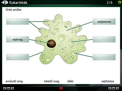 LITE Az állatok világa 