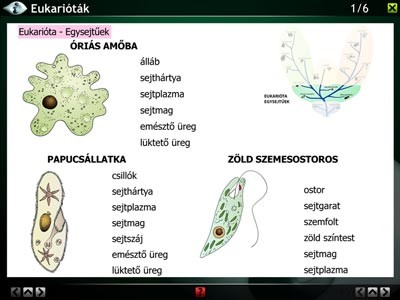 LITE Az állatok világa 
