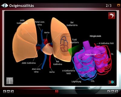 LITE Szív és keringési rendszer