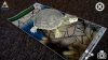 Mocsári teknős AR marker - kiterjesztett valósággal
