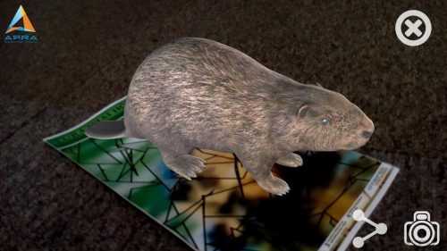 Eurázsiai hód AR marker - kiterjesztett valósággal