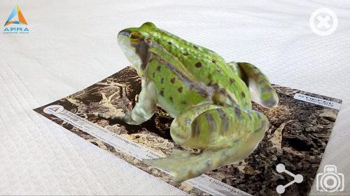 Kecskebéka AR marker - kiterjesztett valósággal