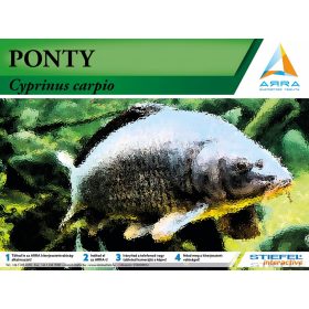 Ponty AR marker - kiterjesztett valósággal