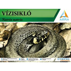 Vízisikló - kiterjesztett valósággal