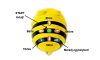 A Bee-bot® robotméhecske osztálykészlet - 6 db Bee-bot® és 1 db töltőállomás