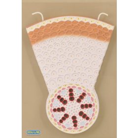 Egyszikű gyökér keresztmetszet modell