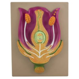 Tipikus virág függőleges metszete modell