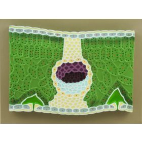 Kétszikű levél függőleges metszete modell