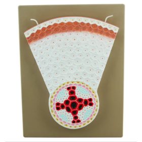 Kétszikű gyökér keresztmetszet modell