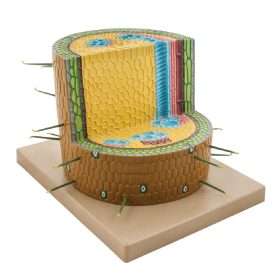 Kétszikű fás szár keresztmetszetének modellje