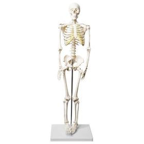 Félméretű csontváz modell