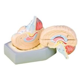 Életnagyságú emberi agy modell - 4 résszel, alapzattal