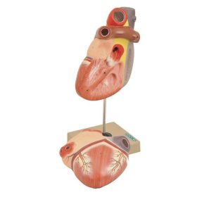 3x-os nagyítású emberi szív modell