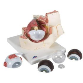 3x-os nagyítású emberi szem modell - 7 részből áll