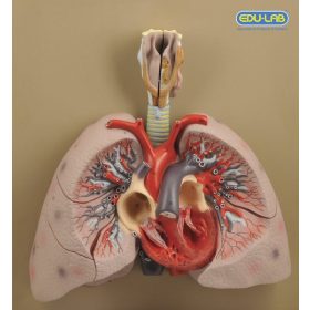 Emberi szív tüdővel és gégecsővel modell