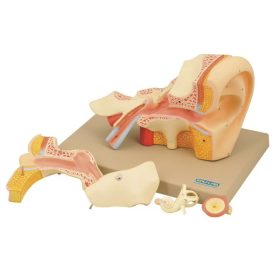 4x-es nagyítású emberi fül modell - 5 részből áll