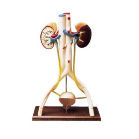 3D húgyúti rendszer modell