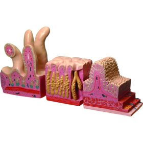 Emberi emésztőcsatorna modell