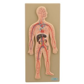 Emberi keringési rendszer modell