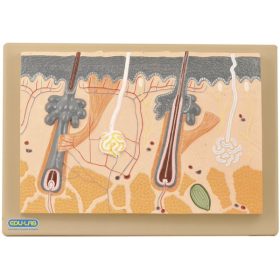 Emberi bőrrészlet modell