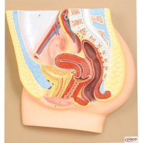 Női medencerészlet modell