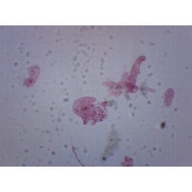   Mikroszkóp tárgylemez – Amoeba proteus teljes preparátum – 75x25 mm