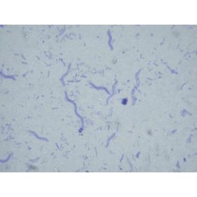 Baktériumlemezek – 12 db-os készlet