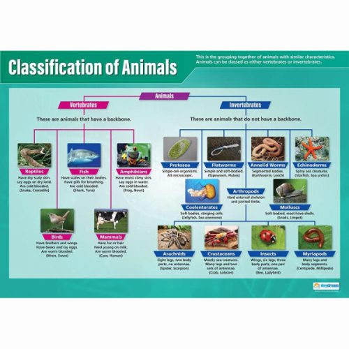 Poszter - Állatok osztályozása