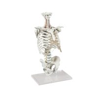 Mellkas, gerincoszlop és medence modellek