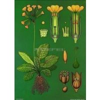 Biológia, természetismeret